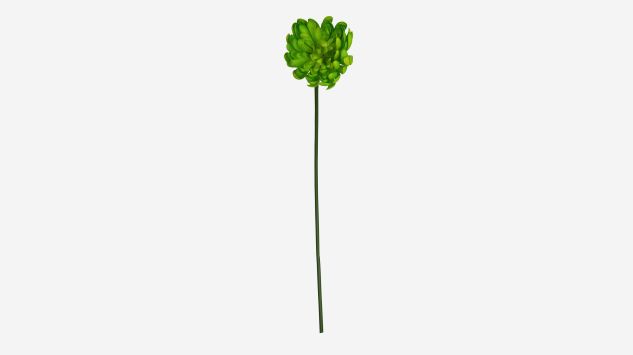 Flor Chrysanthemum verde