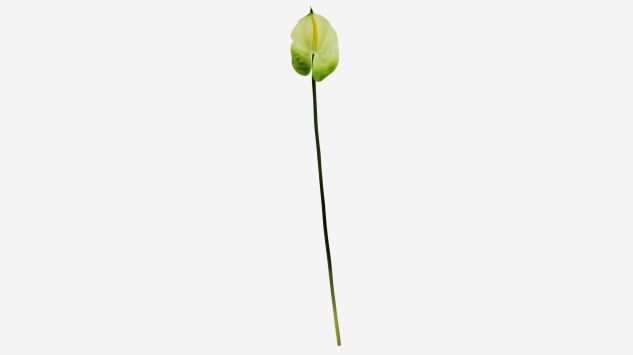 Flor Anthurium blanco