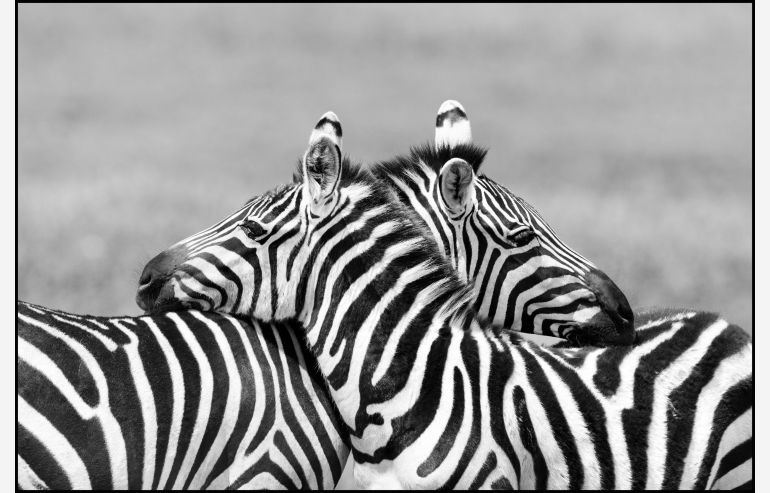 Zebras in love tempered glass picture